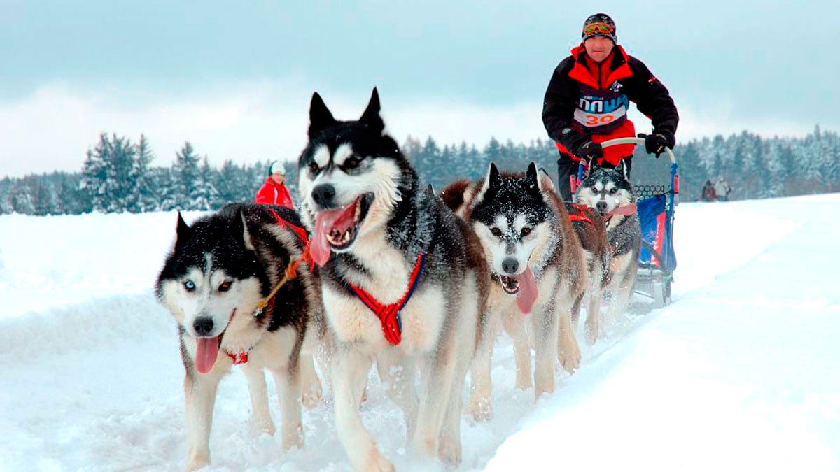 Canicross Husky | Snow Eyes Siberians | Criador Husky España