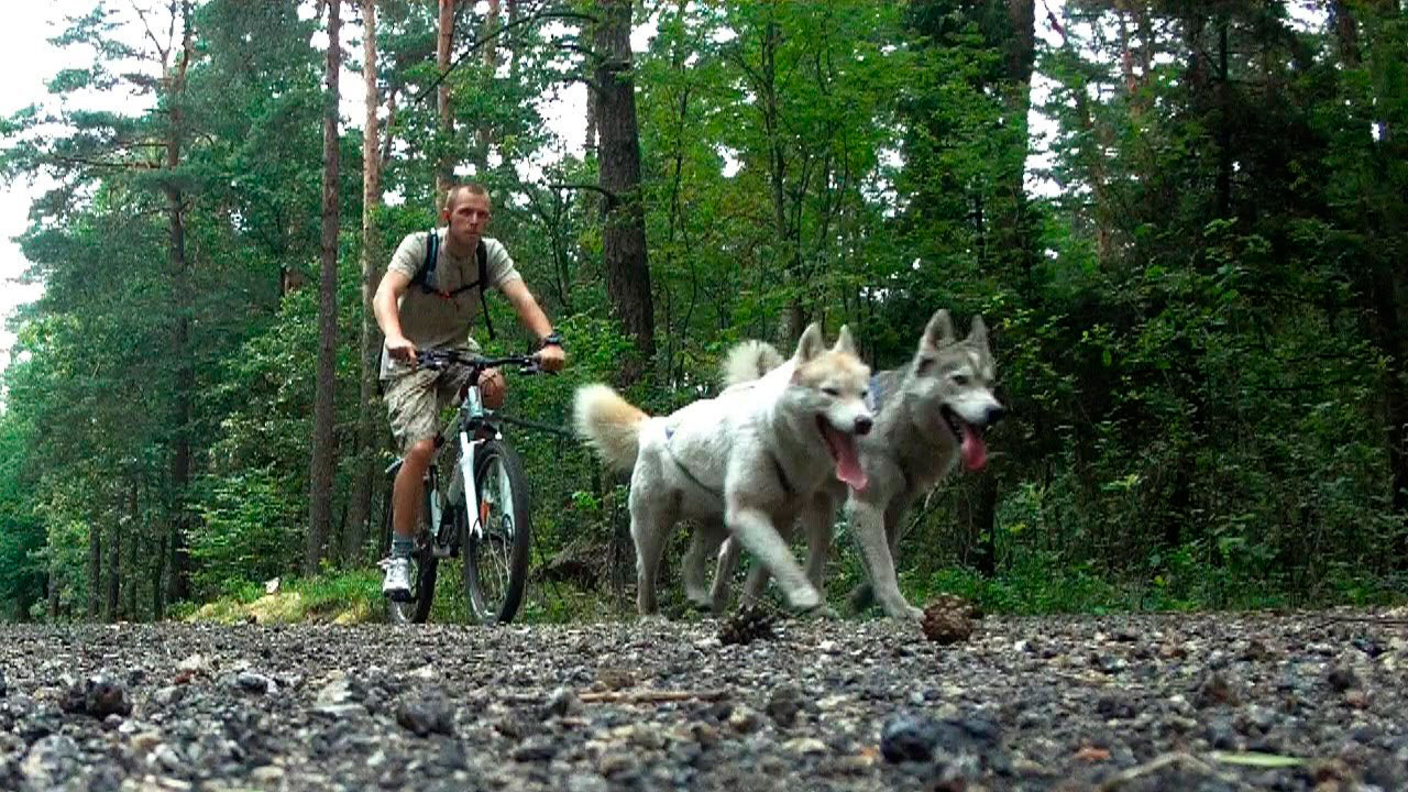 Mushing BikeJorning Husky | Snow Eyes Siberians | Criador Husky España