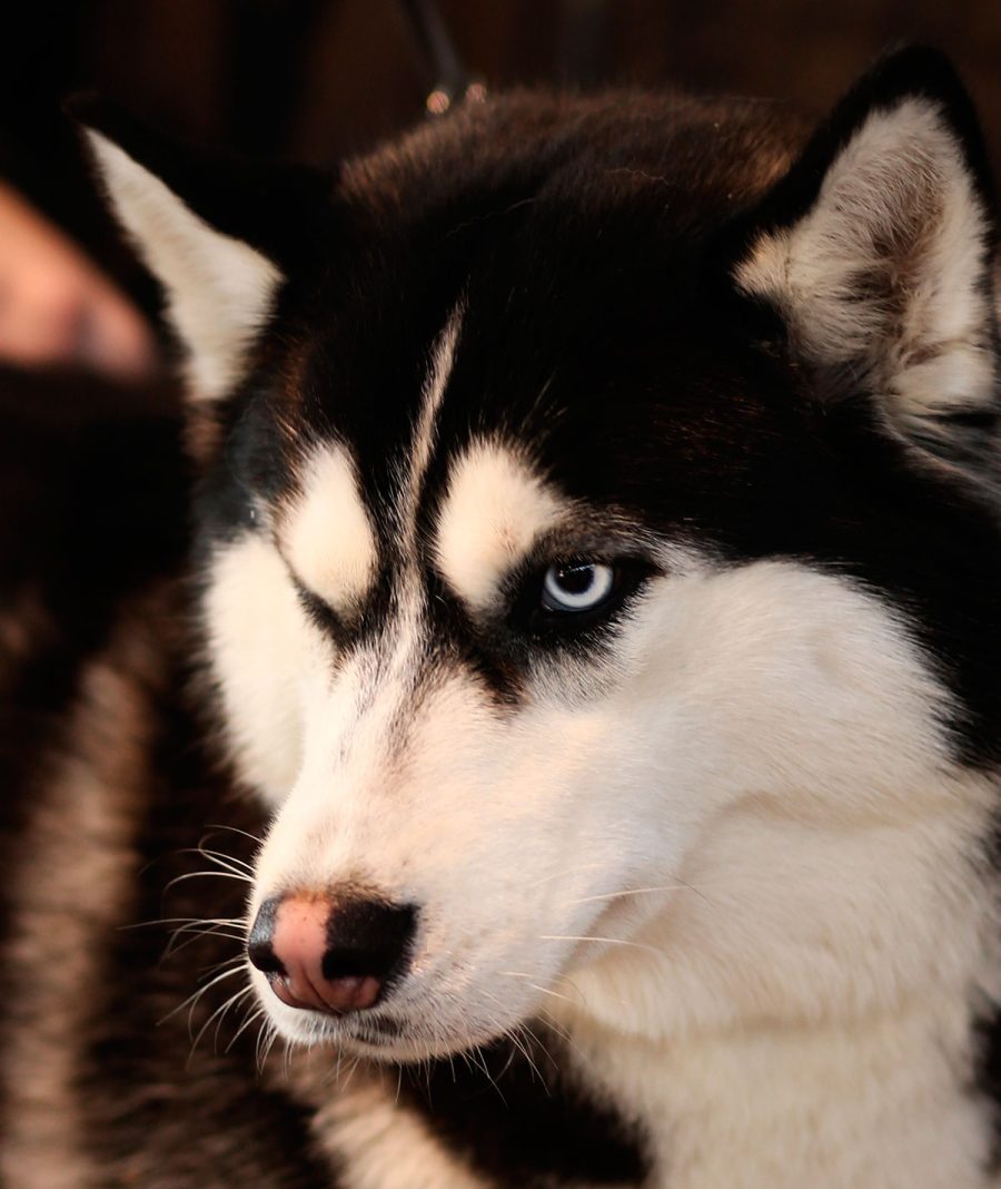 ohara-1-snow-eyes-siberians