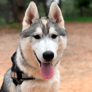 Cachorros Husky Para Familia | Criador Husky Siberiano En España | Snow Eyes Siberians