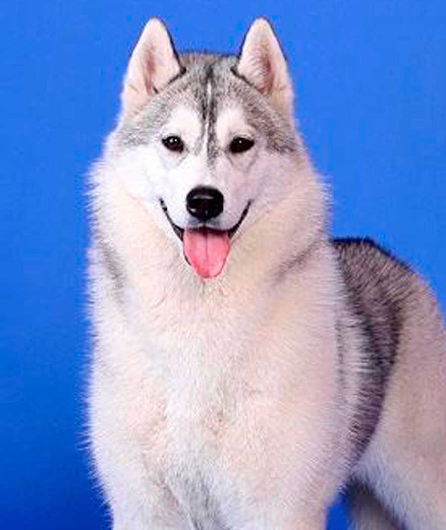 kalina-snow-eyes-siberians-hembra-husky