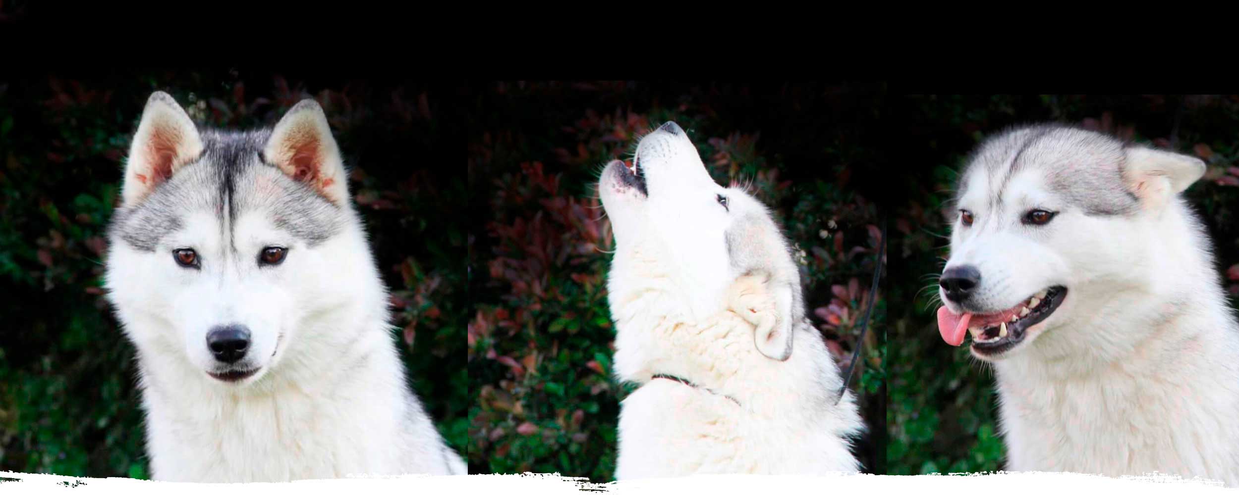 Criadores Husky Siberiano En España | Snow Eyes Siberians