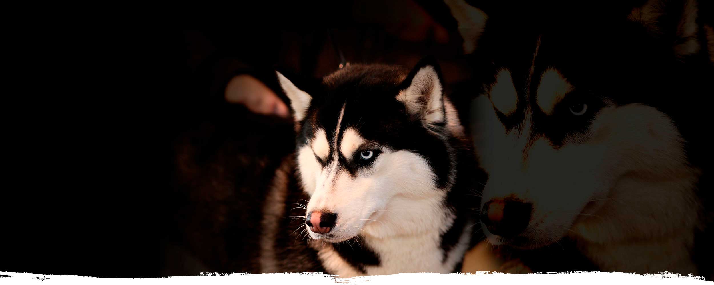 Criadores Husky Siberiano En España | Snow Eyes Siberians