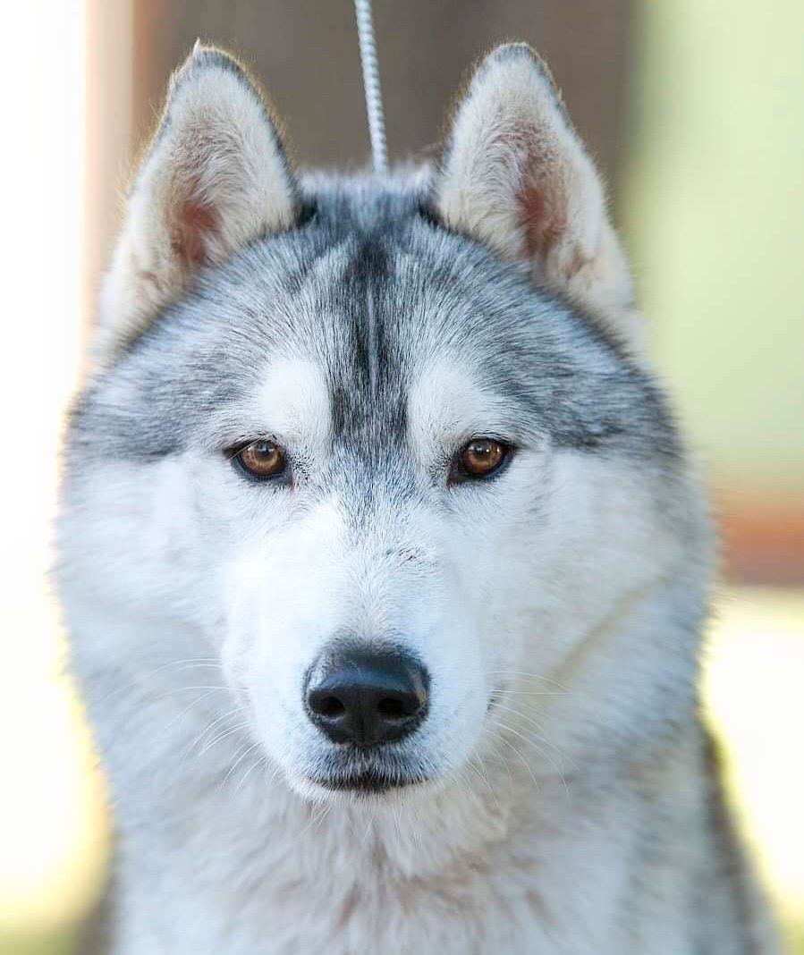 husky-siberiano-swift-snow-eyes-siberians