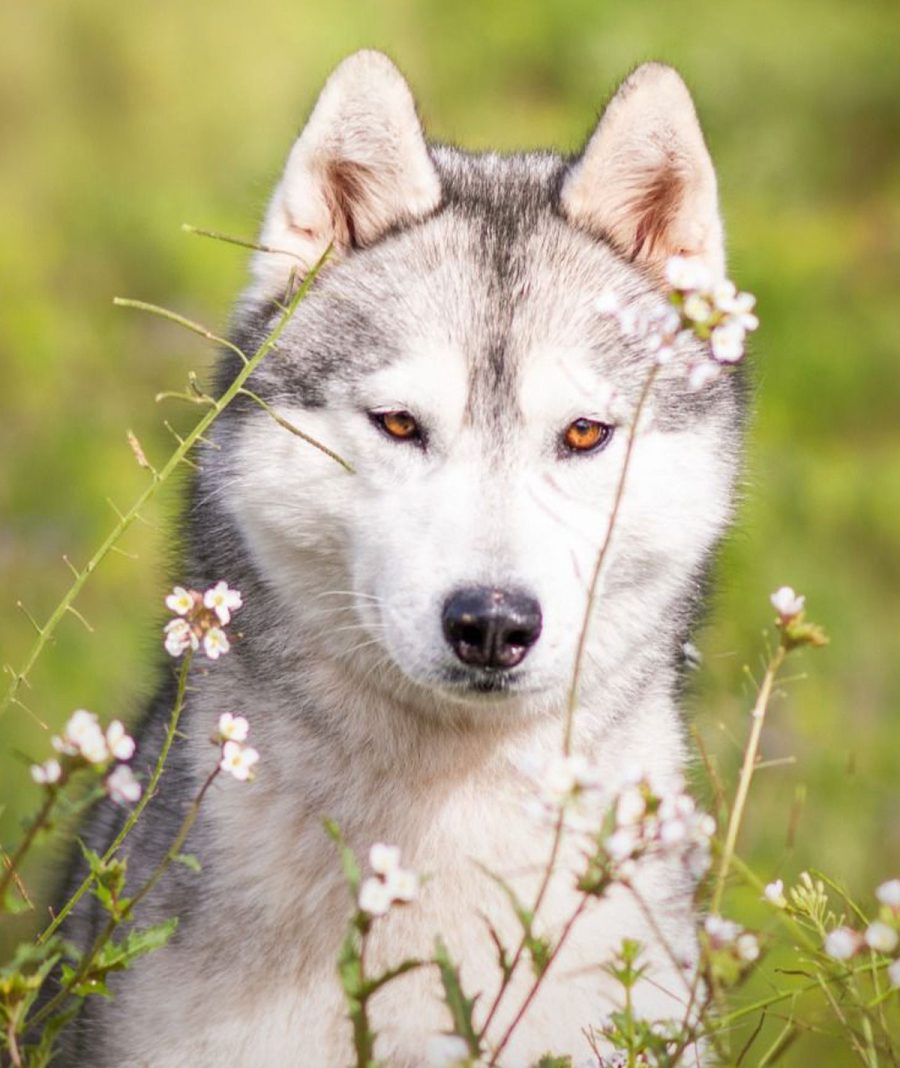 yasmin-snow-eyes-siberians-14