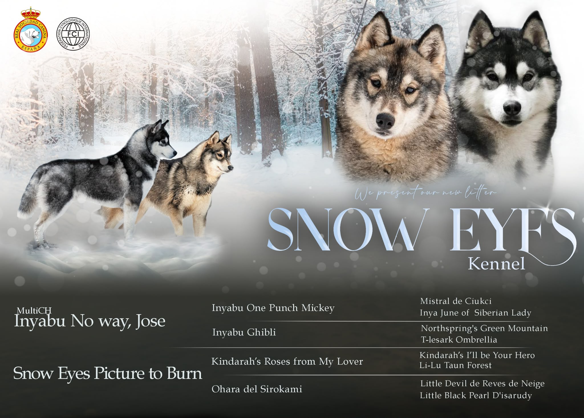 Padres de la camada Snow Eyes Siberians